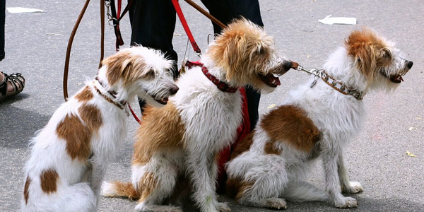 Dog walking is a fun service to offer while raising money for your cause.