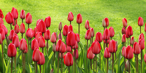 Color your community and boost your funds with a flower bulb fundraiser.